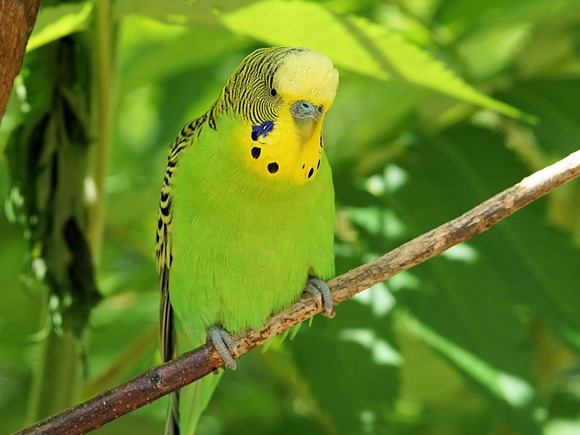 Pasari