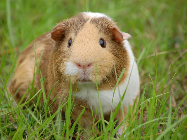 Porcusor de guineea