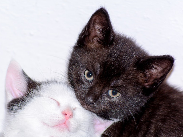 Cele mai bune prietene