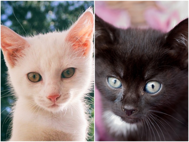 "Pisicile sunt ornamente vii" (Edwin Lent)