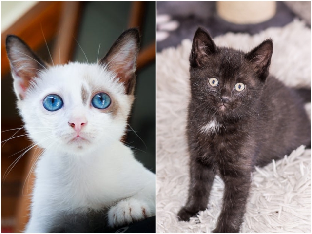 O casa plina de fericire este o casa in care se afla cel putin o pisica, se spune in popor