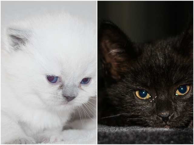 "Daca animalele ar putea vorbi, cainii ar avea multe de zis, dar pisica si-ar masura cuvintele" (Mark Twain)