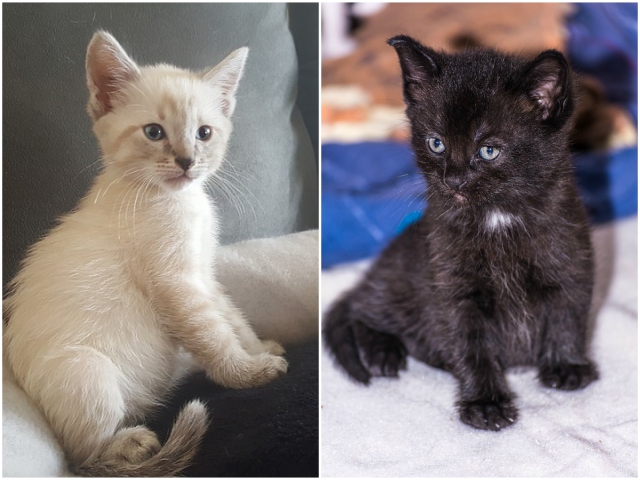 "Pisica este intotdeauna onesta din punct de vedere sentimental" (Ernest Hemingway)