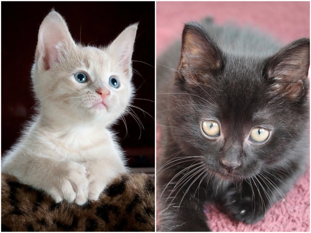 "Cea mai mica dintre feline este o adevarata opera de arta" (Leonardo da Vinci)