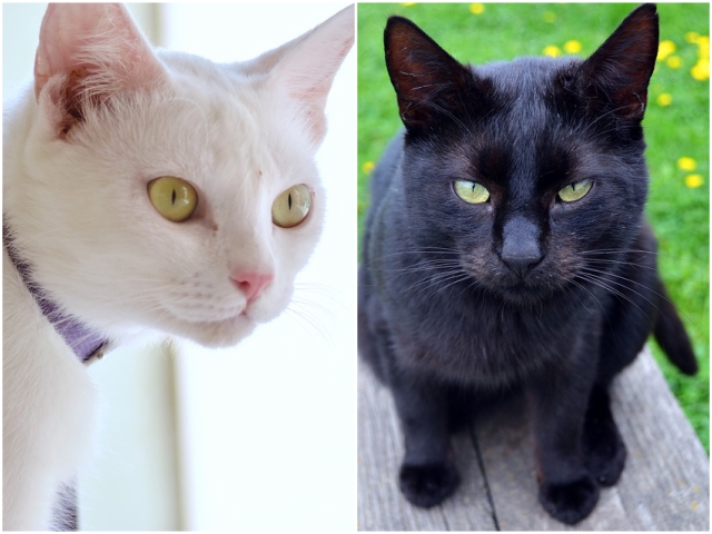 "Nu poate exista dar mai mare decat iubirea unei pisici" (Charles Dickens)