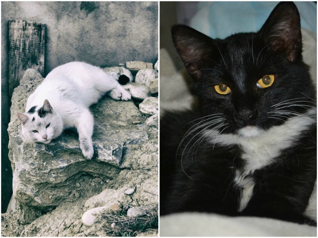 Chiar si atunci cand cunt plictisite sunt adorabile