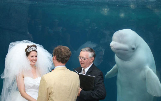 Asta inseamna photobomb! Cele mai amuzante poze de nunta