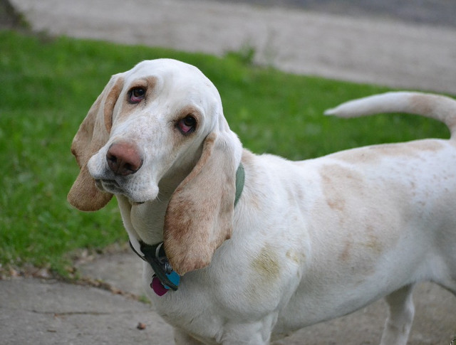 Animalele au capacitatea de a naste in oameni sentimente imposibil de explicat in cuvinte