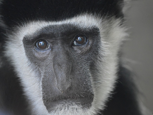Suferinta lor este si suferinta noastra