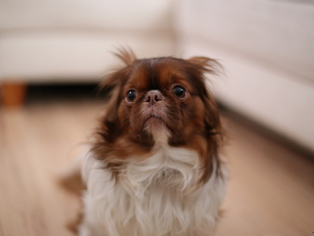 "Animalele isi petrec viata, si-asa scurta, asteptandu-ne pe noi sa ne intoarcem acasa" (John Grogan)