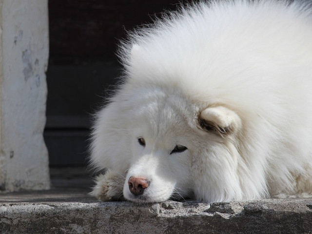 "Numai cand vei iubi un animal, vei simti iubirea cu toata inima" (Anatol France)