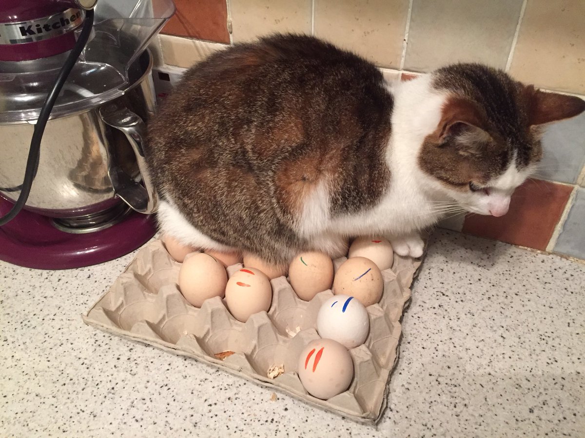 Atat de multe locuri confortabile din casa si ea a ales sa stea... pe oua