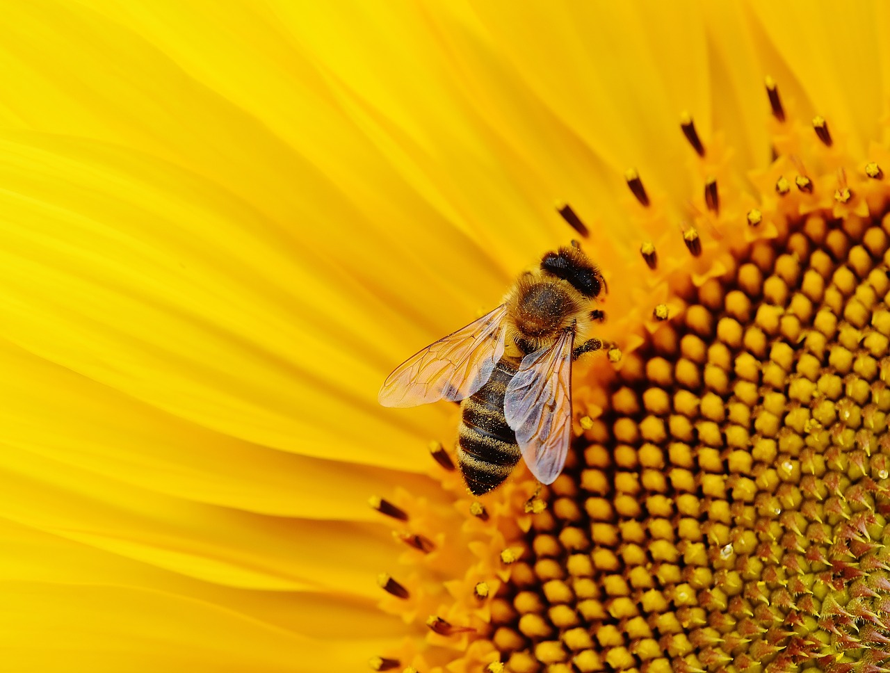 In timp ce polenizeaza florile, albinele pot sa adorma