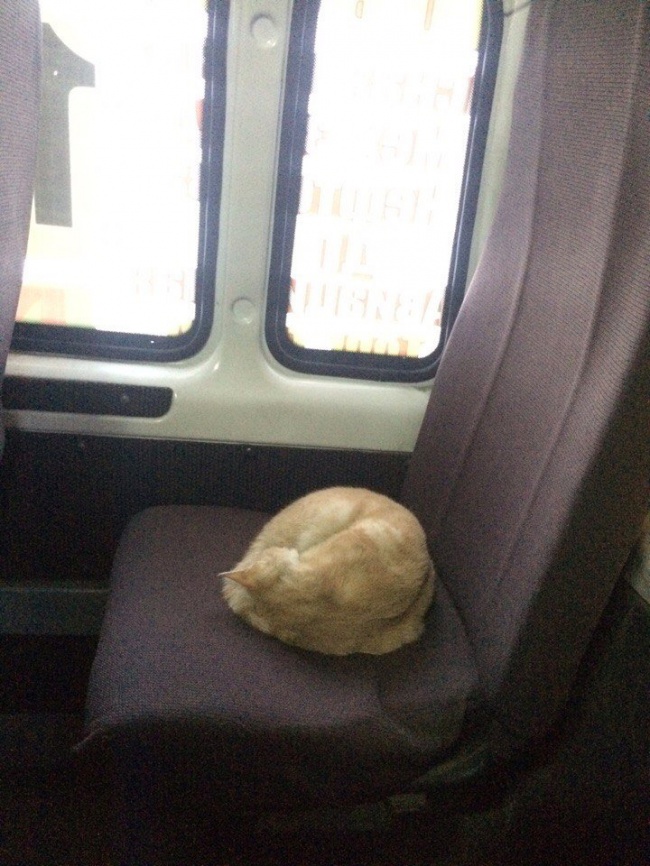Soferul unei autobuz a lasat aceasta pisica sa doarma pe un scaun, timp de doua saptamani, pentru ca afara era foarte frig