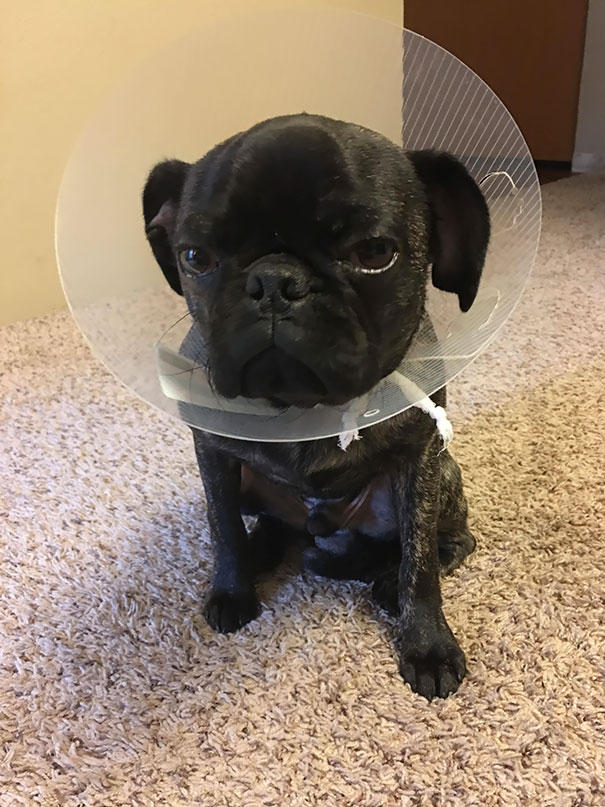 Un caine care pare sa-si urasca stapanul pentru ca l-a dus la veterinar