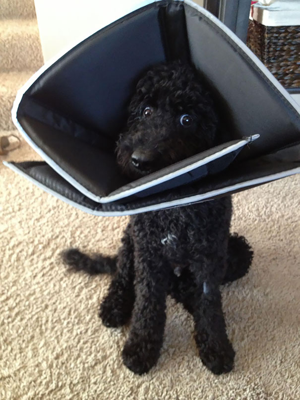 "Ce mi-ati facut?"