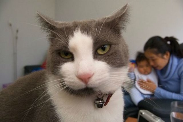 10+ imagini care demonstreaza ca pisicile sunt cele mai expresive animale