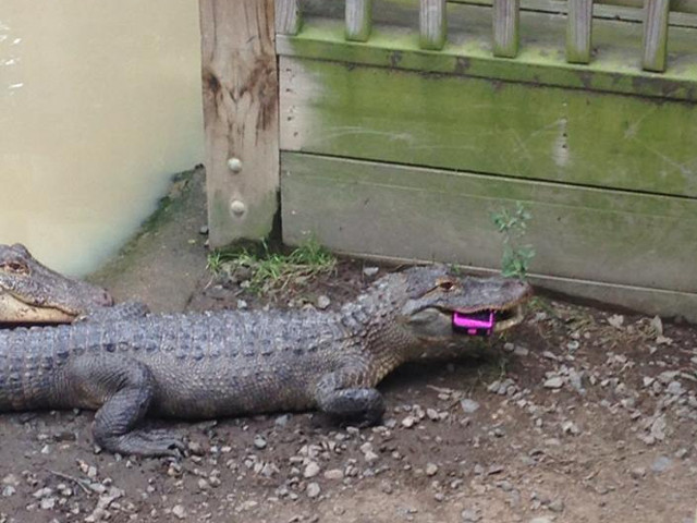 I-a cazut telefonul, la Zoo, iar noul "proprietar" l-a inhatat rapid