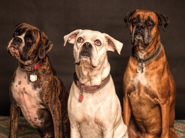 Se fac ca nu inteleg