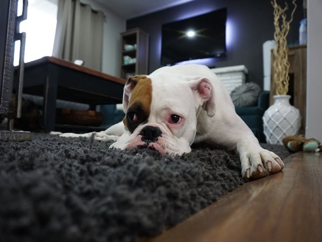 Isi exprima dezamagirea