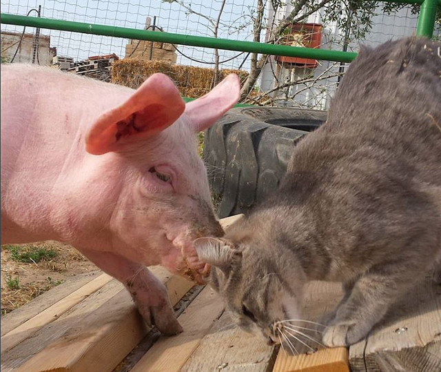 Animalele isi pot face prieteni din toate... speciile