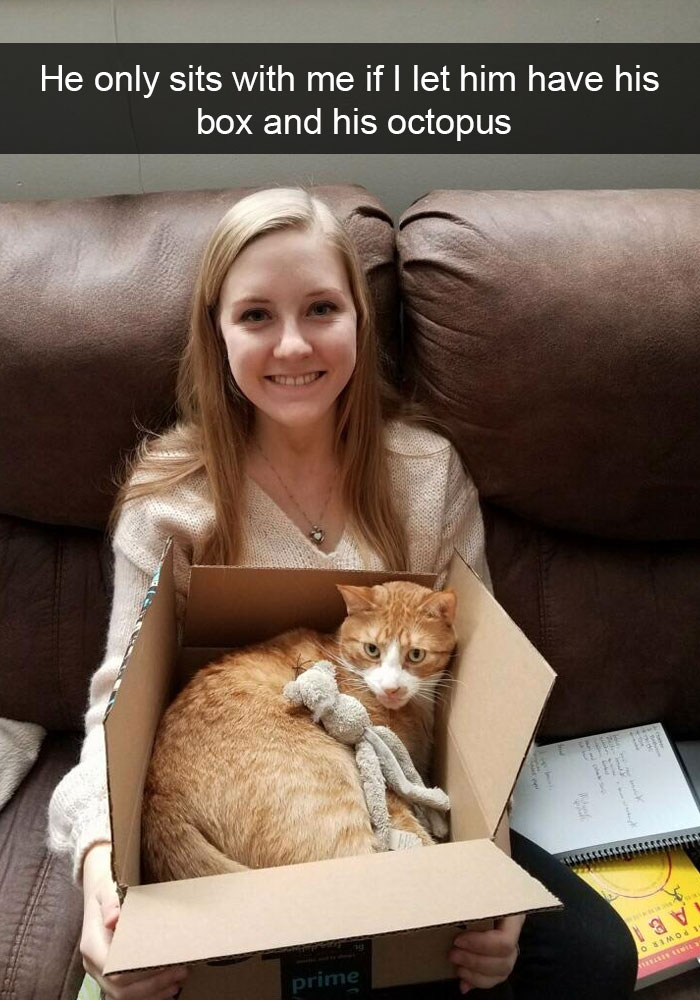 10+ ipostaze amuzante cu pisici care iti vor face ziua mai buna