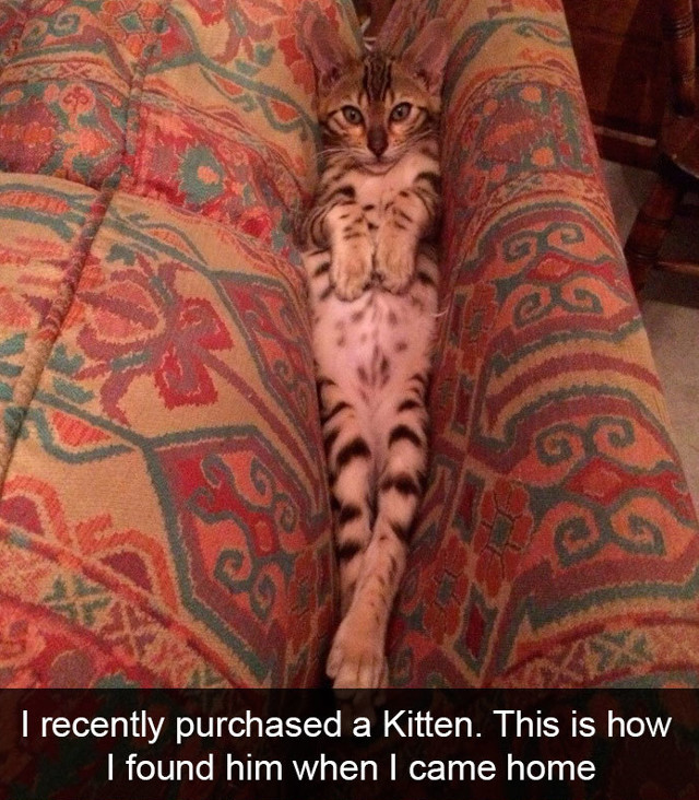 10+ ipostaze amuzante cu pisici care iti vor face ziua mai buna