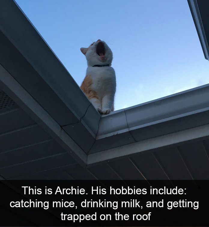 10+ ipostaze amuzante cu pisici care iti vor face ziua mai buna