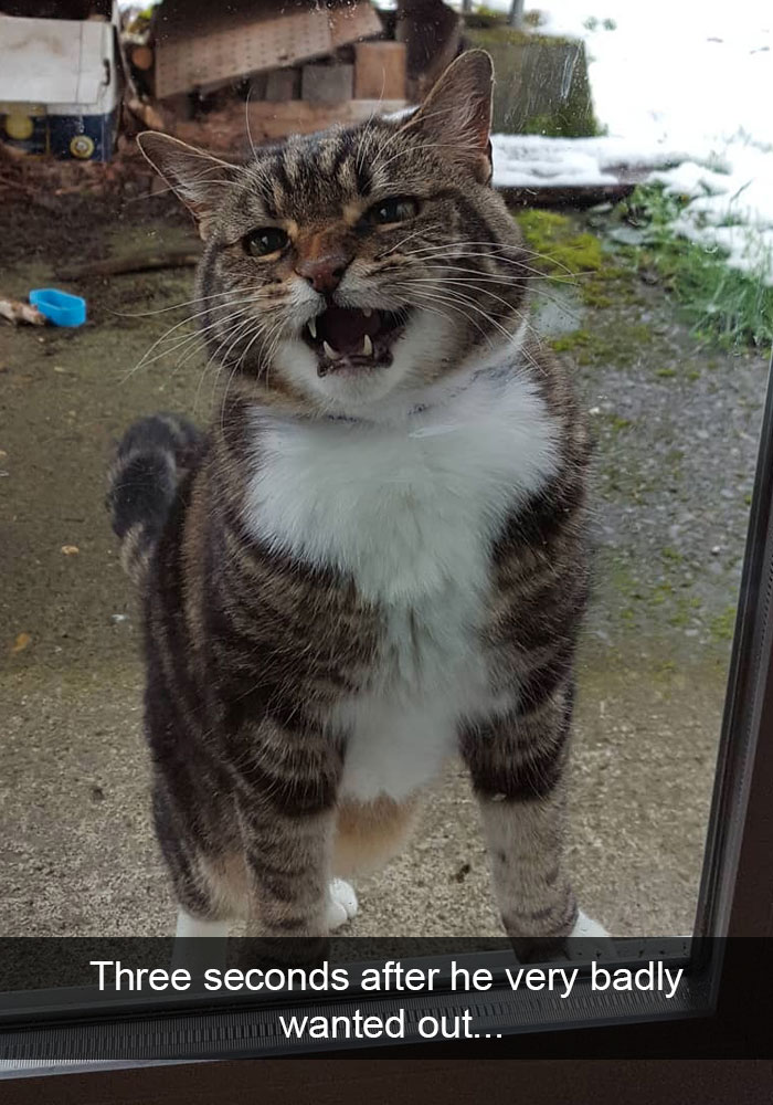 10+ ipostaze amuzante cu pisici care iti vor face ziua mai buna