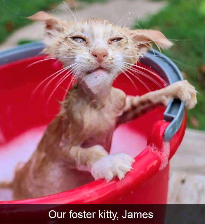 10+ ipostaze amuzante cu pisici care iti vor face ziua mai buna