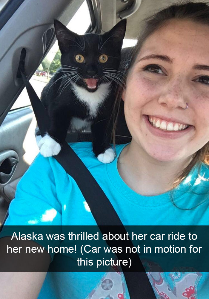 10+ ipostaze amuzante cu pisici care iti vor face ziua mai buna