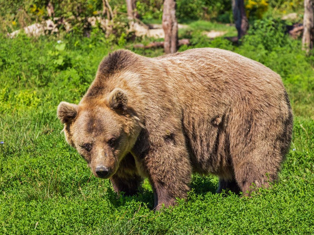 In Romania se afla cea mai mare populatie de ursi bruni din Europa
