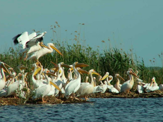 Delta Dunarii este cea mai bine conservata delta din intreaga Europa