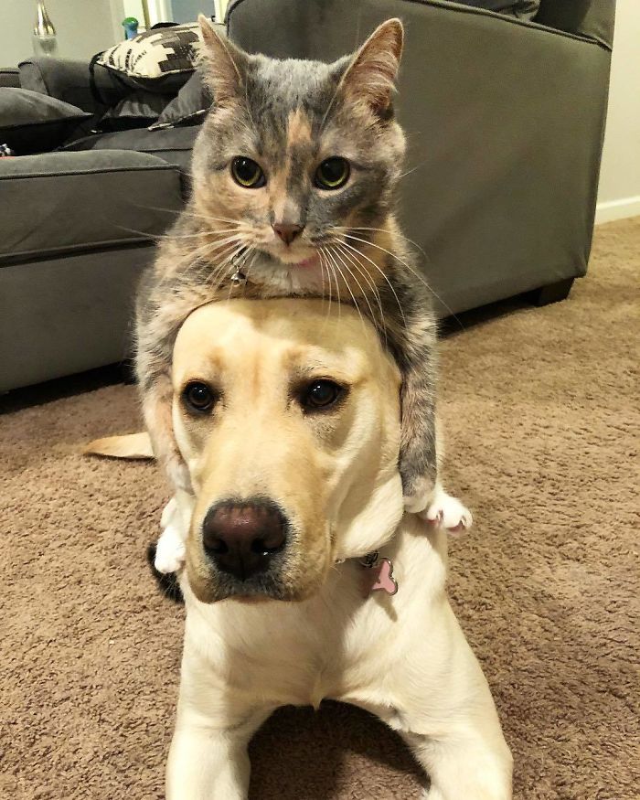 Imagini cate te vor convinge sa iti cumperi un Golden Retriever