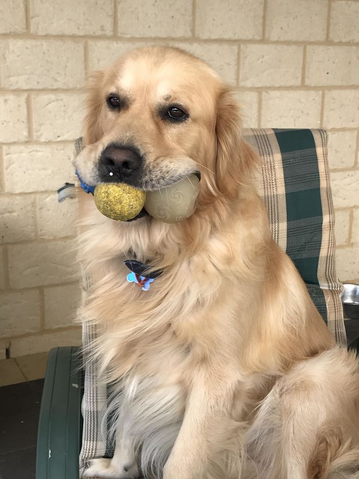 Imagini cate te vor convinge sa iti cumperi un Golden Retriever