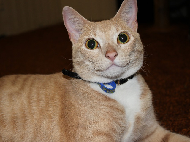 "Nu exista pisici obisnuite" (Sidonie-Gabrielle Colette)