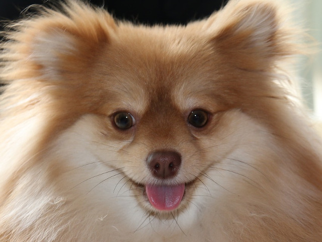 "Cainii sunt mai buni pentru oameni, pentru ca ei stiu… dar nu spun" (Emily Dickinson)