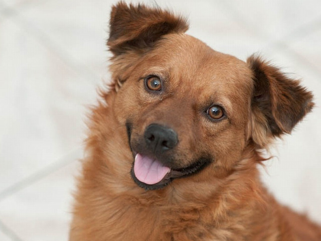 "Cainele este singurul animal din lume care te poate iubi mai mult decat se iubeste pe el insusi" (Josh Billings)