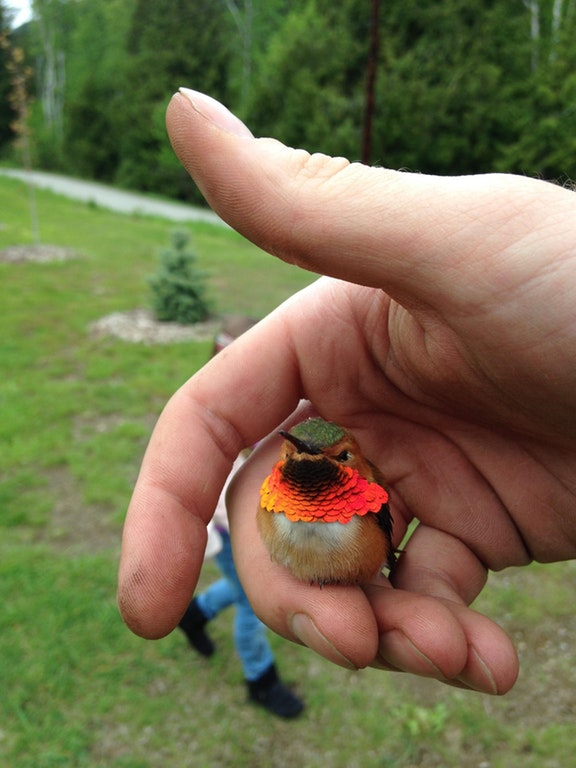 Un colibri si-a facut culcus in palma unui om