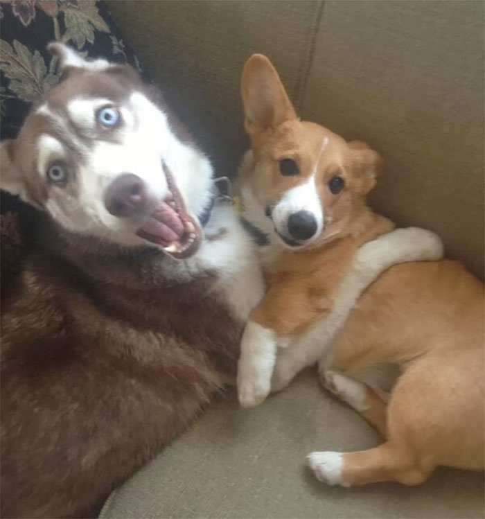 Se imprietenesc repede cu alti caini