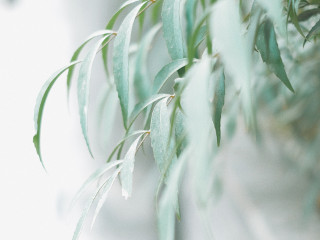 Ramura de salcie sfintita, folosita si in scopuri terapeutice