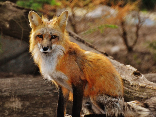 Vulpile sunt domesticite de oamenii de stiinta rusi inca din 1959
