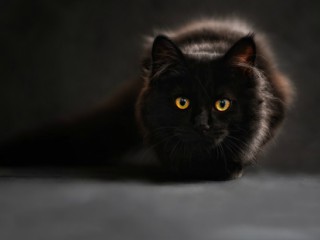 In 2011 o pisica neagra mostenea o avere de 10 miliarde de euro