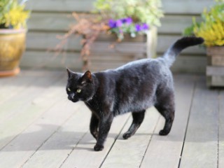 Pisica neagra: ghinion sau noroc?