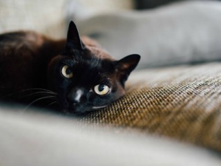 Pisicile negre sunt mai rezistente in fata bolilor