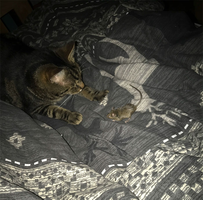 I-a adus stapanului un "cadou" in toiul noptii