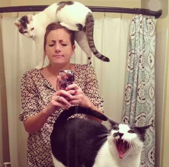 Selfie cu pisicile