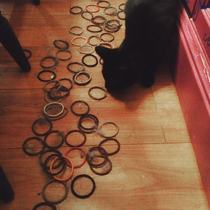 De-a lungul anilor, aceasta pisica a furat peste 100 de elastice de par