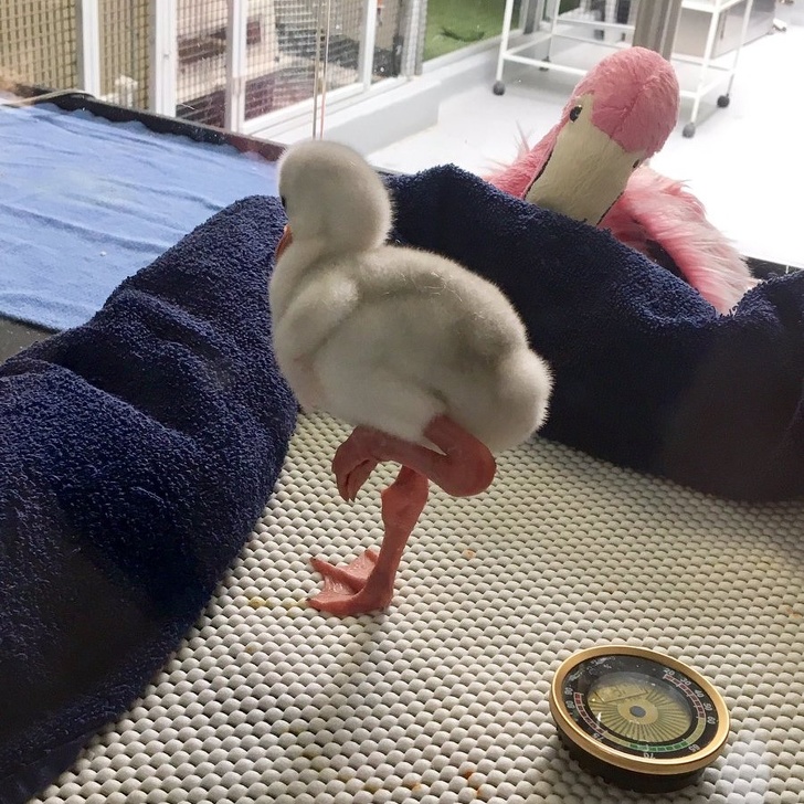 Un mic flamingo invata sa fie... flamingo