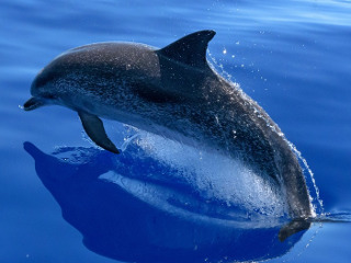 Ce-i amenință pe delfinii din Marea Neagră - Scena 9